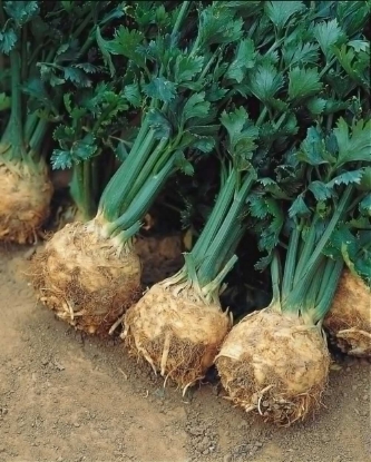 Picture of Celeriac Prinz Pills